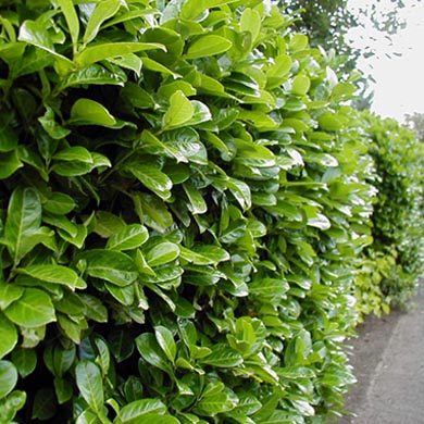 Laurel Hedging 